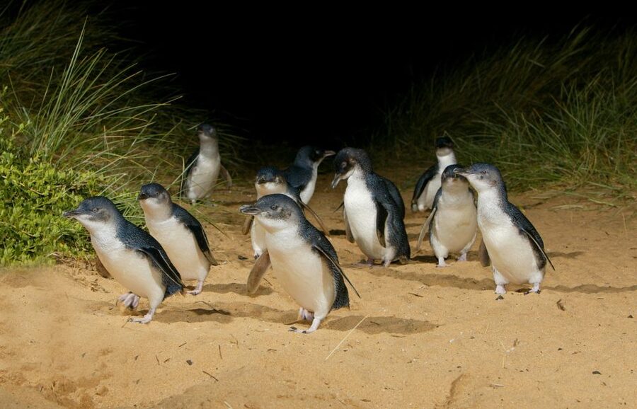 From Melbourne: Penguins and Wildlife Nature Day Tour - Should you book the Penguins and Wildlife Nature Day Tour?