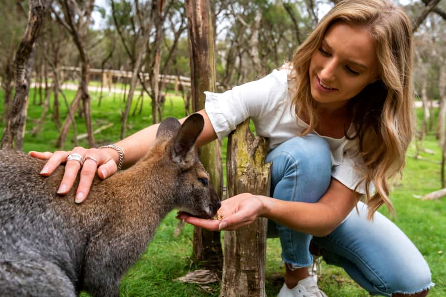 From Melbourne: Penguins and Wildlife Nature Day Tour - Moonlit Sanctuary gives you close wildlife encounters