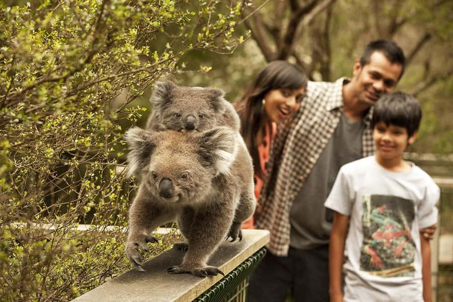 From Melbourne: Phillip Is Penguin Parade & Koala Reserve - Why this Phillip Island day trip works