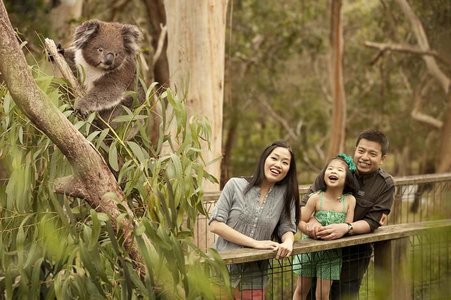 From Melbourne: Phillip Is Penguin Parade & Koala Reserve - Cowes adds a town stop before the coast