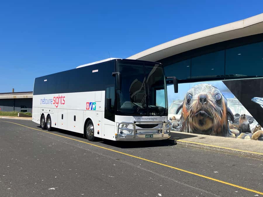 From Melbourne: Phillip Is Penguin Parade & Koala Reserve - A dirt-road drive for wallabies