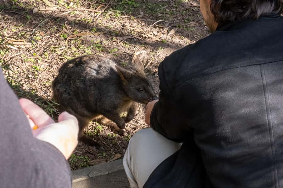 From Melbourne: Phillip Island and Penguin Parade Day Tour - Key things to know before booking