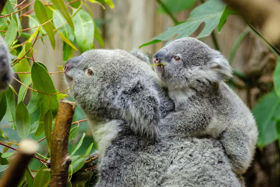 From Melbourne: Phillip Island and Penguin Parade Day Tour - Why the Penguin Parade is worth the late night