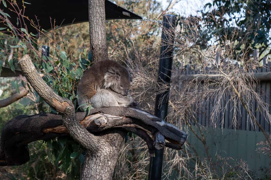 From Melbourne: Phillip Island and Penguin Parade Day Tour - Cape Woolamai gives you a short coastal break
