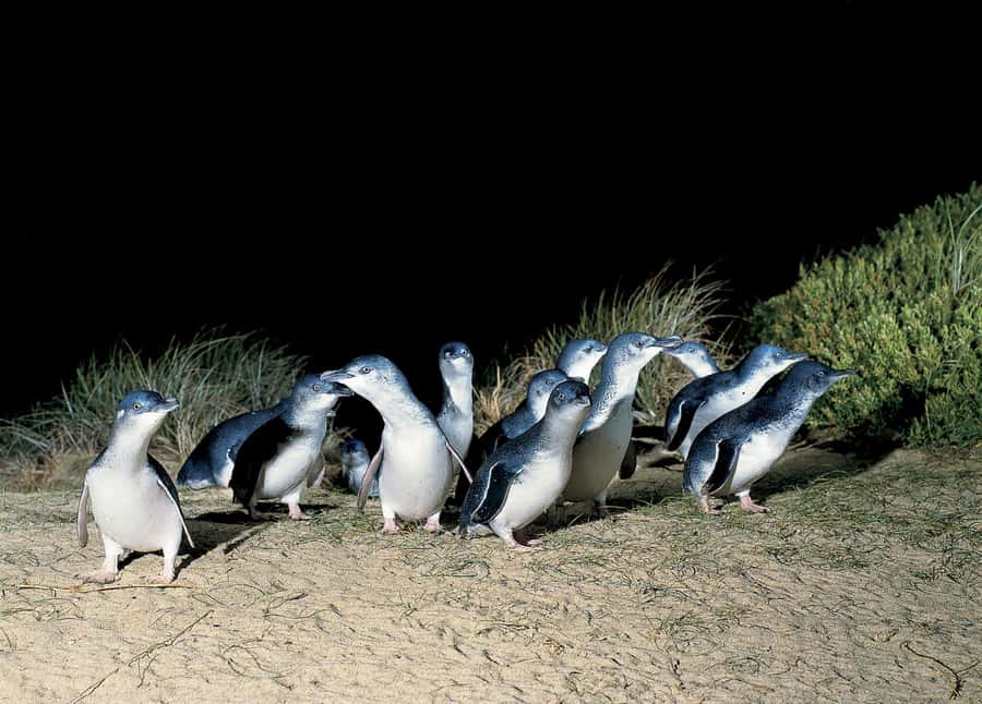 From Melbourne: Phillip Island and Penguin Parade Day Tour - Moonlit Sanctuary starts the wildlife day