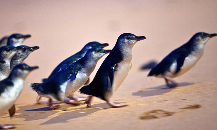 From Melbourne: Phillip Island Penguin Parade Eco Tour - Key points to know before booking