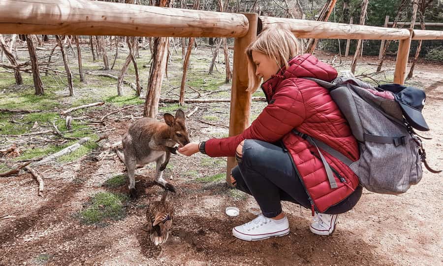 From Melbourne: Phillip Island Penguin Parade Eco Tour - A full wildlife day from Melbourne