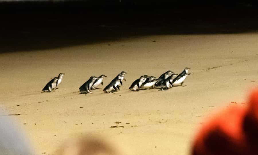 From Melbourne: Phillip Island Penguin Parade Eco Tour - Cape Woolamai in summer, cliffs and open sea
