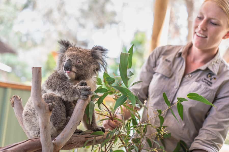 From Melbourne: Phillip Island Penguin Parade Eco Tour - Moonlit Sanctuary: your first close look at Australian wildlife