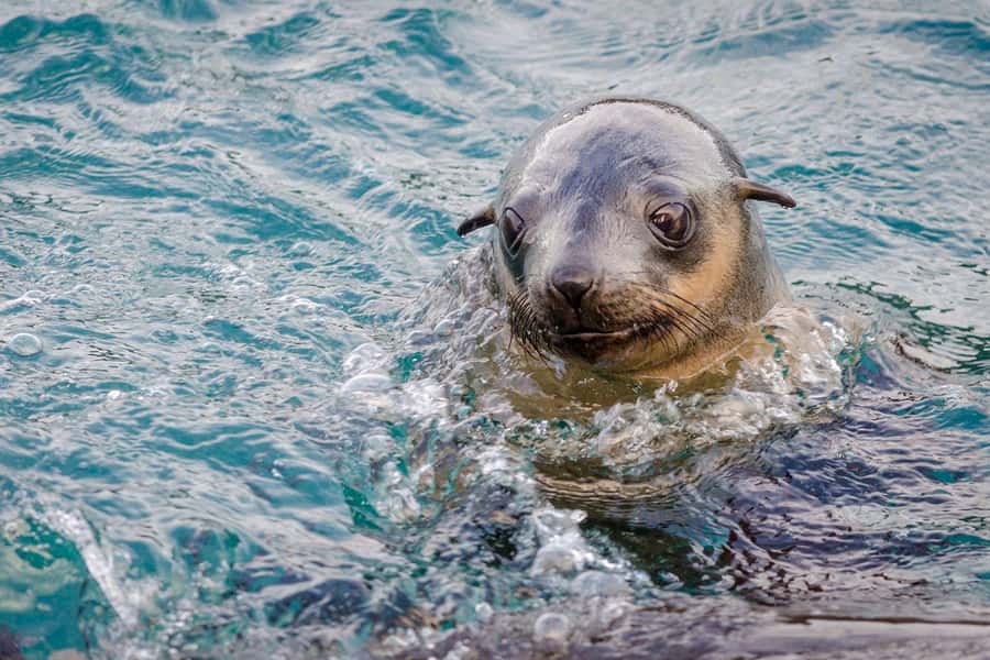 From Melbourne: Phillip Island Penguin Parade Express Tour - Key points to know before booking