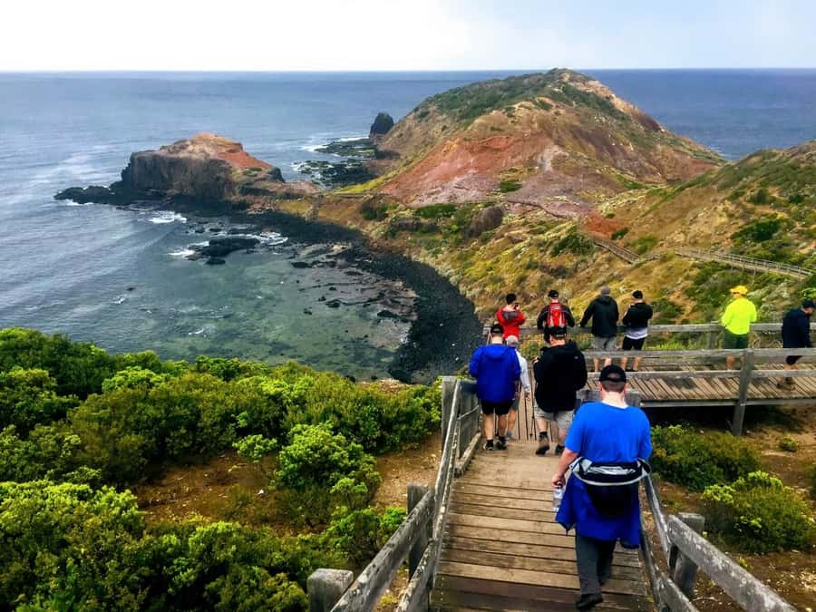 From Melbourne: Phillip Island Penguin Parade Private Tour - Moonlit Sanctuary and Australia’s native animals