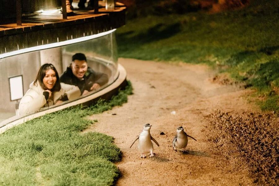 From Melbourne: Phillip Island Penguin Plus - Grandstand - Why the Penguin Parade is worth the long evening