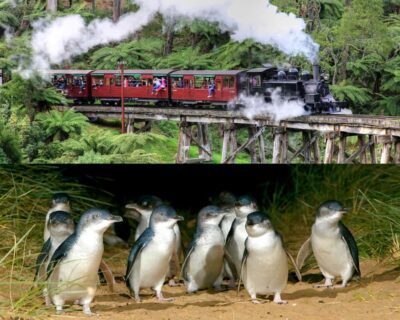 Puffing Billy and Penguin Parade Combo Tour