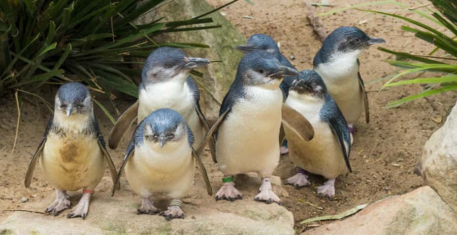 From Melbourne: Puffing Billy and Penguin Parade Combo Tour - Waiting for the Phillip Island Penguin Parade