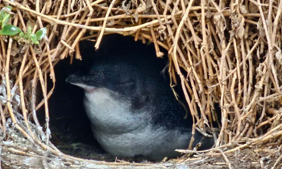 From Melbourne: Puffing Billy & Penguins Combo Tour Package - An hour around Emerald Lake Park