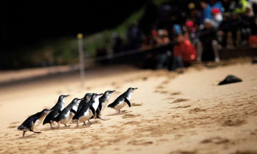 From Melbourne: Puffing Billy & Penguins Combo Tour Package - Morning pickup and the road to Belgrave