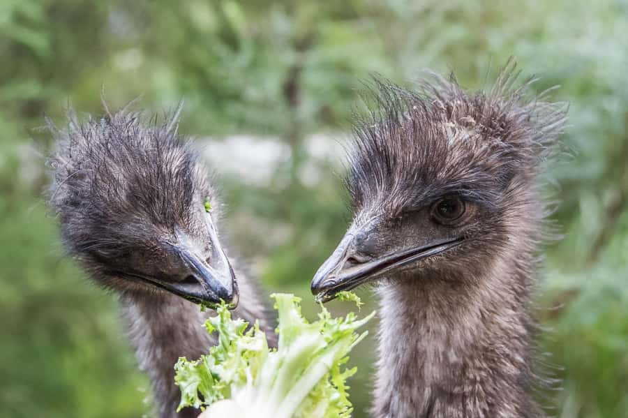 From Melbourne: Puffing Billy Steam Train & Wildlife Tour - Is $140 good value?