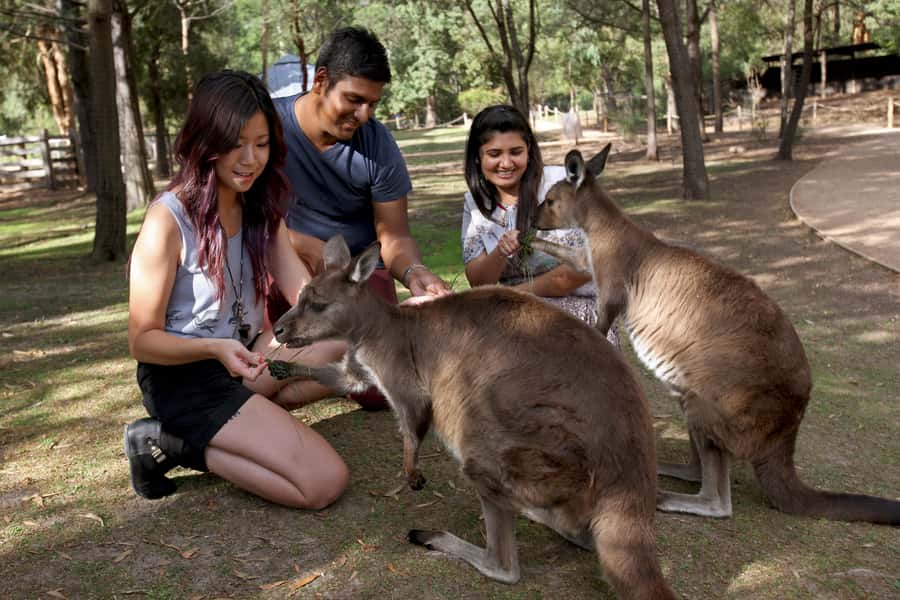 From Melbourne: Puffing Billy Steam Train & Wildlife Tour - FAQ