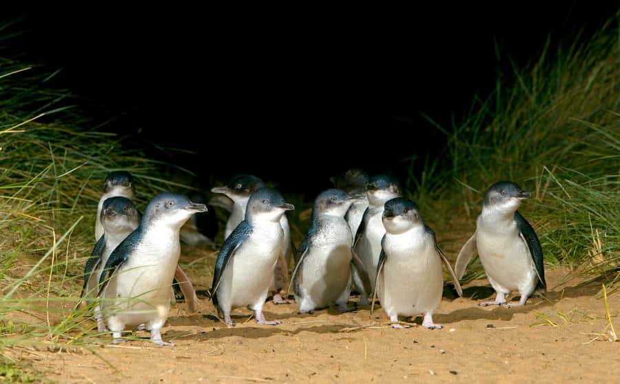 From Melbourne: Puffing Billy Train & Penguin Wildlife Tour - The Nobbies and Bass Strait views