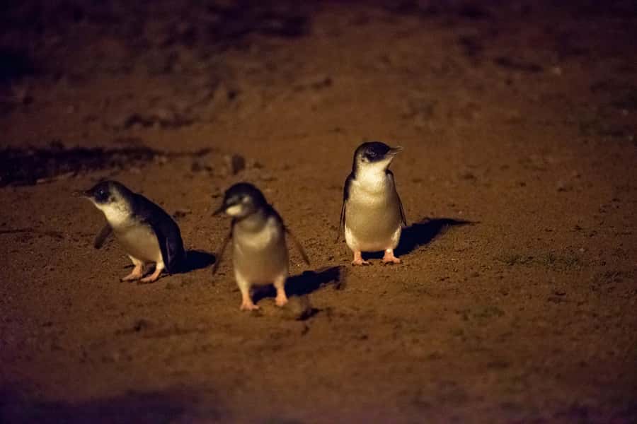 From Melbourne: Puffing Billy Train & Penguin Wildlife Tour - Food, clothing, and what to pack