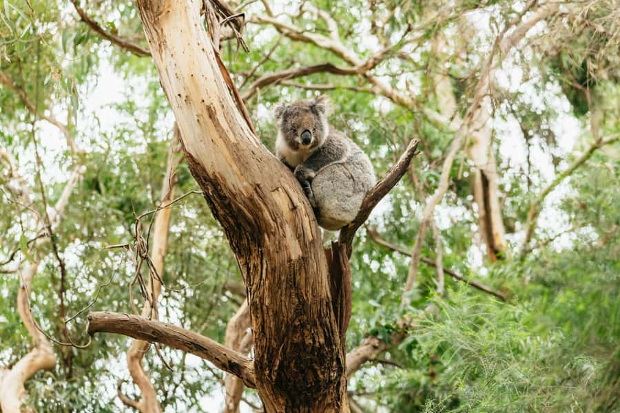 From Melbourne: Small-Group Great Ocean Road Day Trip - Anglesea, Lorne, and the first coastal views