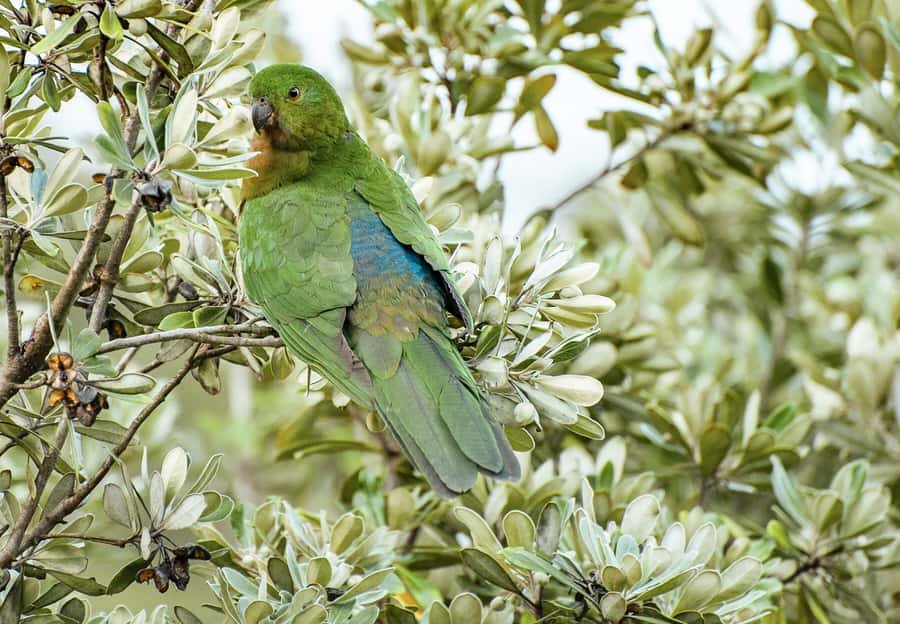 From Melbourne: Small Group Great Ocean Road Tour - Wildlife watching without false promises