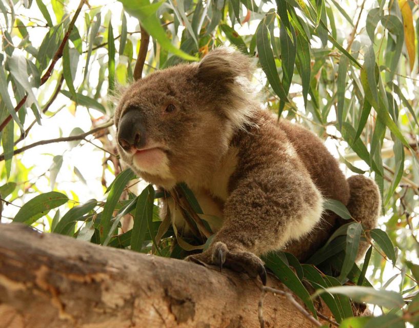 From Melbourne: Small Group Great Ocean Road Tour - Otway National Park and the rainforest walk
