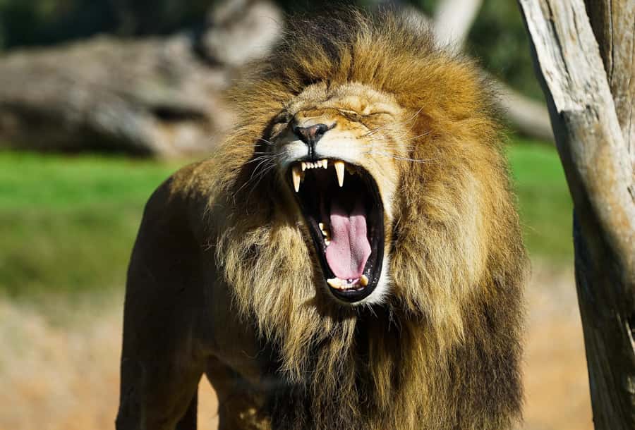 From Melbourne: Werribee Open Range Zoo & Werribee Mansion - The included safari ride at Werribee Open Range Zoo