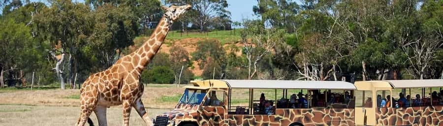 From Melbourne: Werribee Open Range Zoo & Werribee Mansion - What the strongest feedback tells you