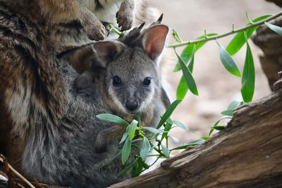 From Melbourne: Werribee Open Range Zoo & Werribee Mansion - Who should book this experience?