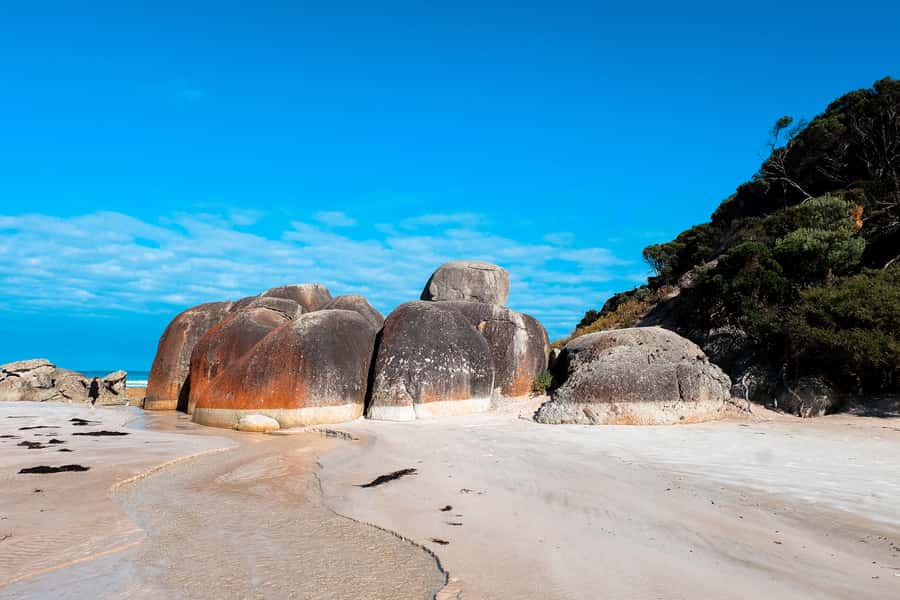 From Melbourne: Wilsons Promontory Small Group Day Tour - The wildlife search on the way out