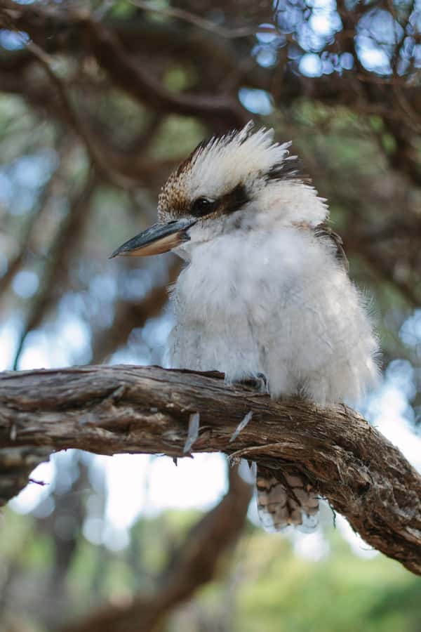 From Melbourne: Wilsons Promontory Wilderness Tour - A guide can make or break this long day