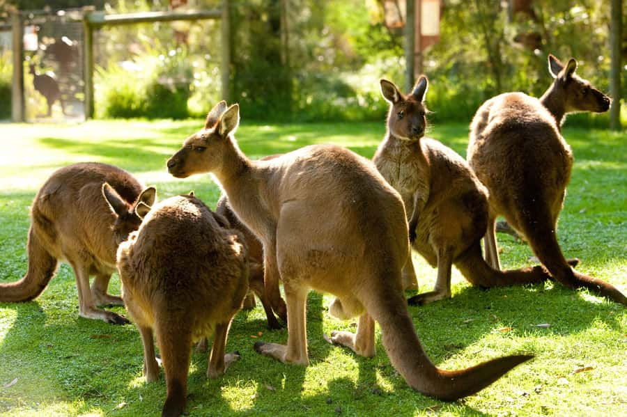 From Melbourne: Yarra Valley Wildlife & Wine Day Tour - Key details at a glance