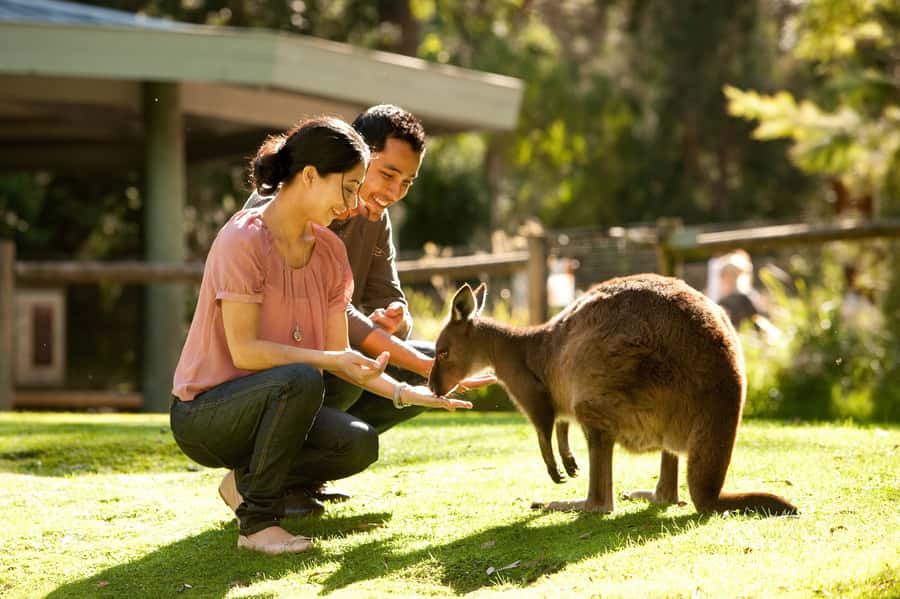 From Melbourne: Yarra Valley Wildlife & Wine Day Tour - Healesville Sanctuary: Australian wildlife without a long expedition