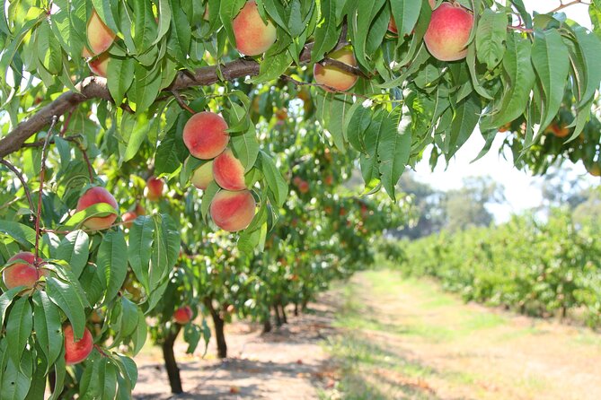 Fruit Picking & Nature Private Tour Yarra Valley & Warburton - What the private format is worth