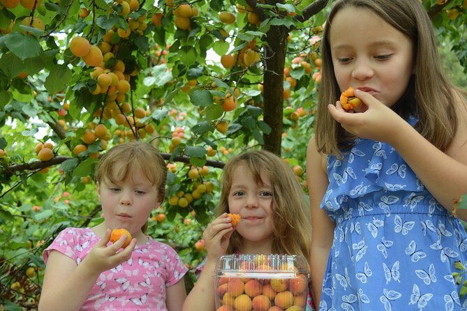Fruit Picking & Nature Private Tour Yarra Valley & Warburton - Timing, transport, and practical planning