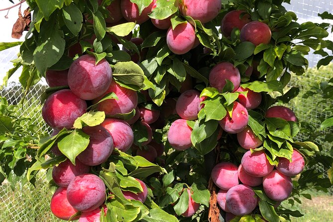 Fruit Picking & Nature Private Tour Yarra Valley & Warburton - Who will enjoy this day most