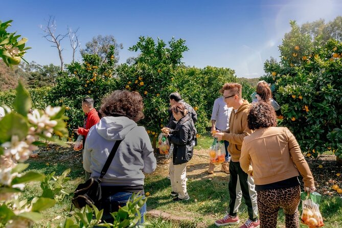 Fruit Picking & Nature Private Tour Yarra Valley & Warburton - Redwood Forest and the creek beyond