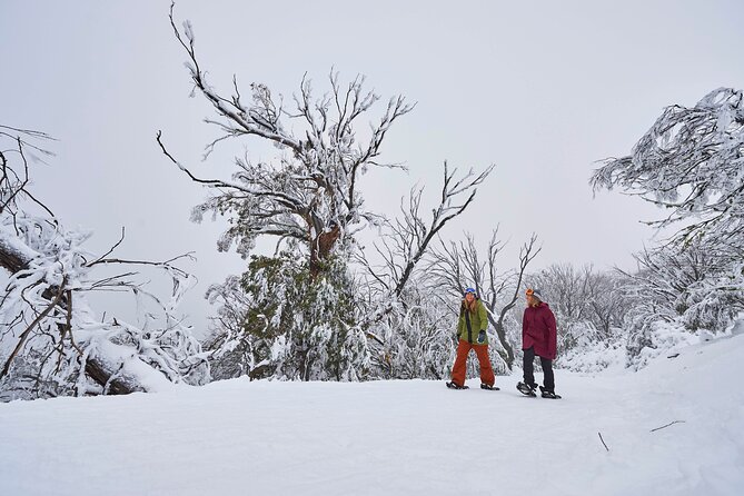 Full-Day Mount Buller Tour - The long ride back to Melbourne