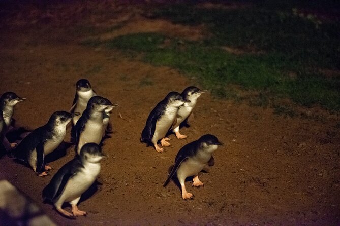 Full-Day Penguins and Wildlife Nature Experience from Melbourne - The Penguin Parade: magical, but know what general admission means
