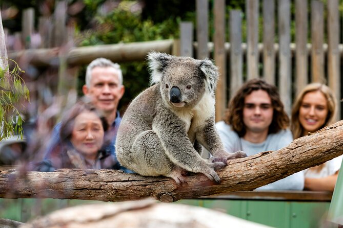 Full-Day Penguins and Wildlife Nature Experience from Melbourne - What the $114.04 price covers