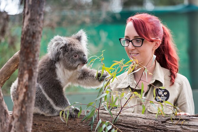 Full-Day Phillip Island Tour with Kangaroo, Koala and Penguin Parade - Key points to know before you book