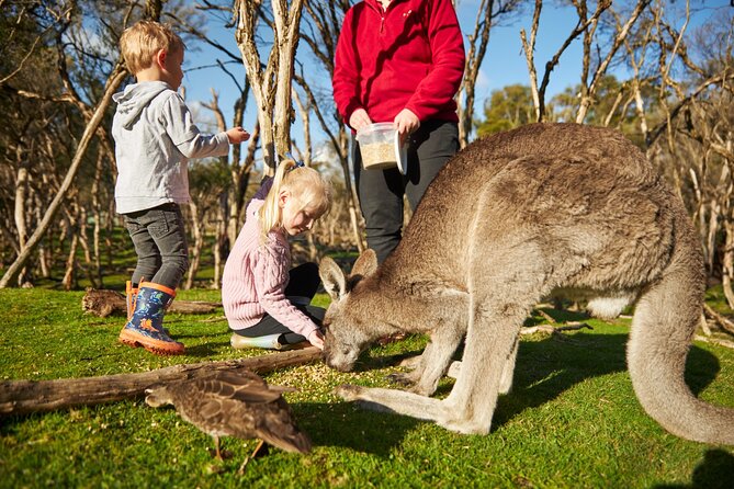 Full-Day Phillip Island Tour with Kangaroo, Koala and Penguin Parade - Why the penguins make the long day worthwhile