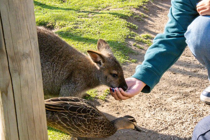 Full-Day Phillip Island Tour with Kangaroo, Koala and Penguin Parade - The Nobbies boardwalk brings the best coastal scenery