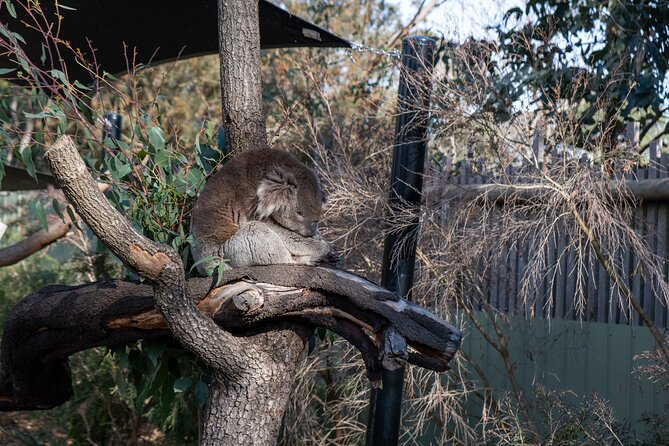Full-Day Phillip Island Tour with Kangaroo, Koala and Penguin Parade - What the 10-hour schedule feels like
