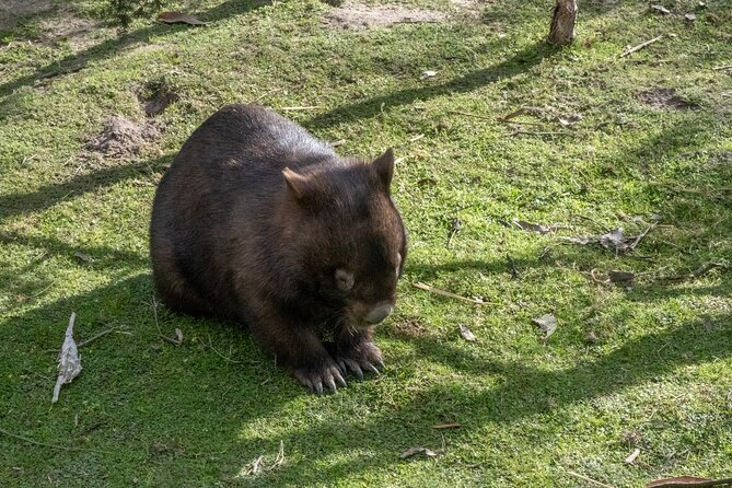 Full-Day Phillip Island Tour with Kangaroo, Koala and Penguin Parade - How to prepare for the cold and crowds