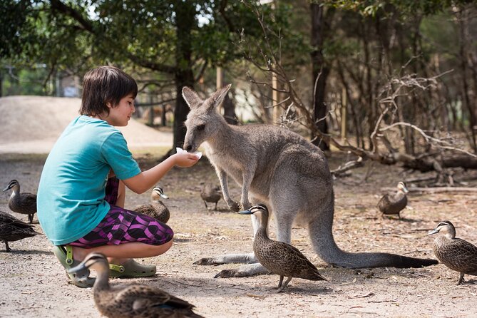 Full-Day Phillip Island Tour with Kangaroo, Koala and Penguin Parade - Moonlit Sanctuary: useful wildlife, but not a wild encounter