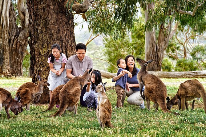Full-Day Private Australian Wildlife Tour of Phillip Island - Why this Phillip Island day trip works
