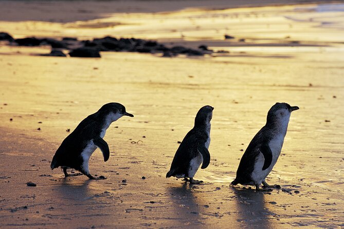 Full-Day Private Australian Wildlife Tour of Phillip Island - Woolamai Beach and the open coast