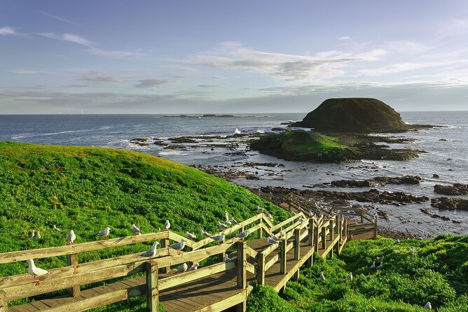 Full-Day Private Australian Wildlife Tour of Phillip Island - The Nobbies: rocks, waves, and wallabies